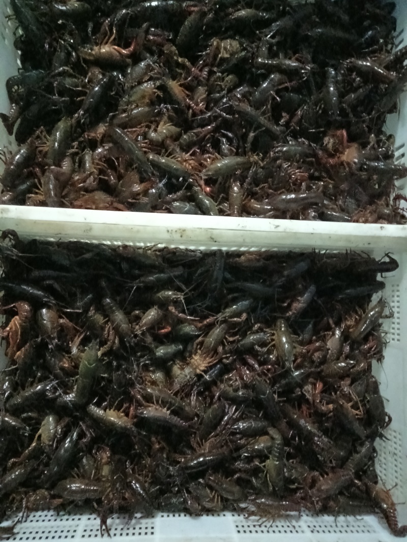 余阿姨水产