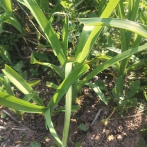 野黄花菜种苗
