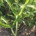 野黄花菜种苗