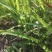 野黄花菜种苗