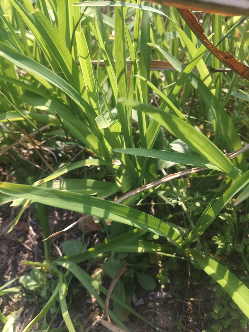 野黄花菜种苗