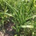 野黄花菜种苗