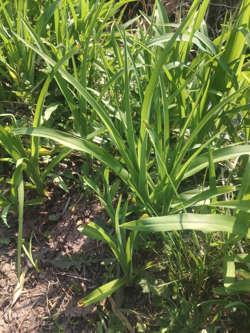 野黄花菜种苗