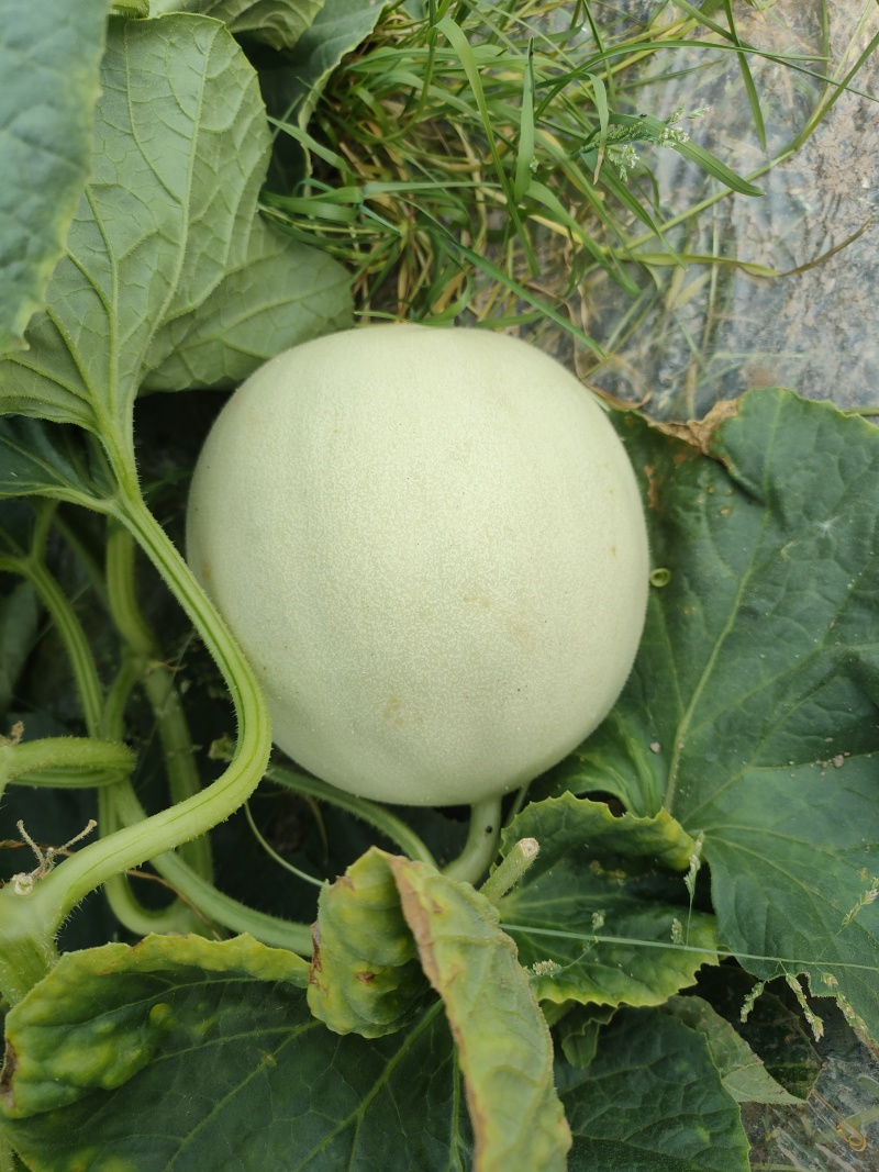 玉菇甜瓜