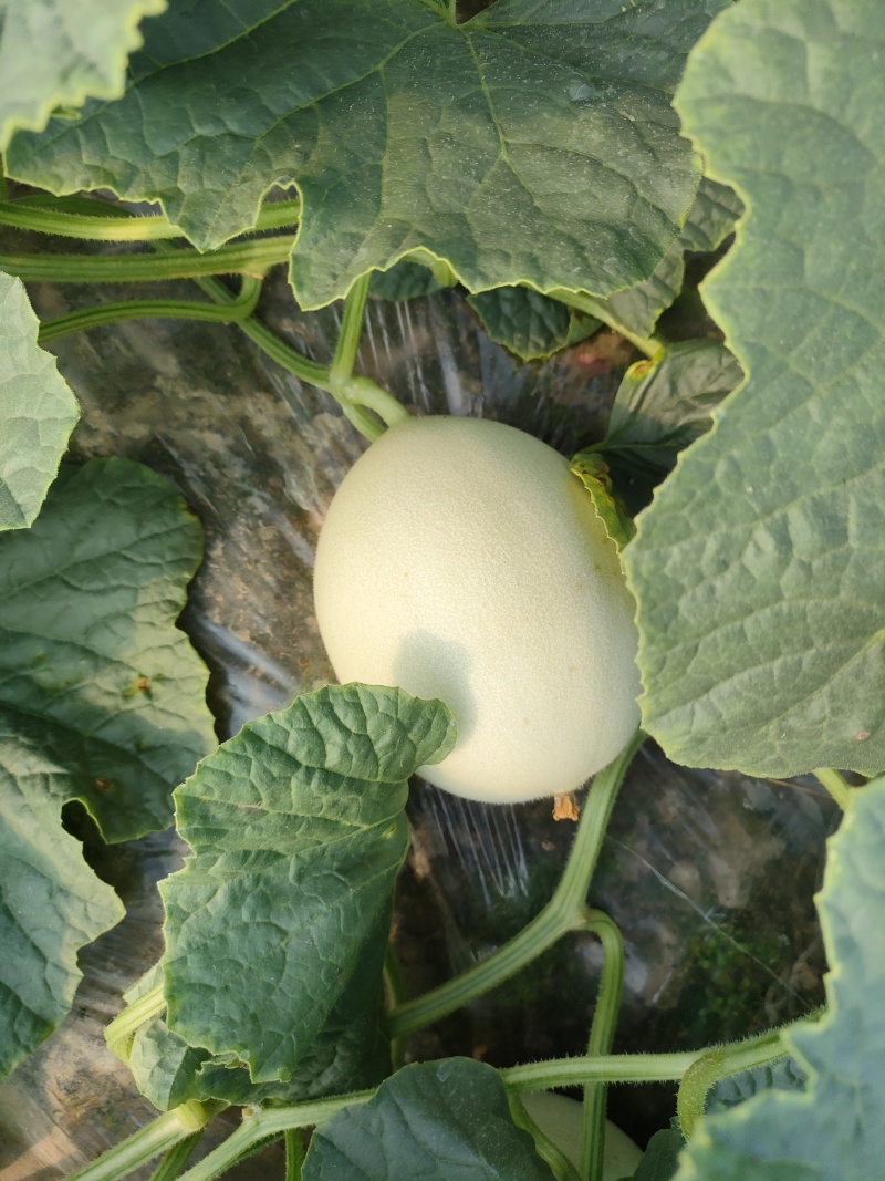 玉菇甜瓜