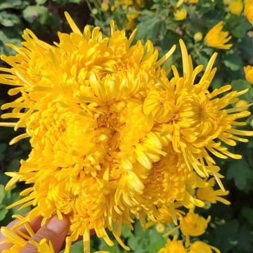 金丝黄菊苗