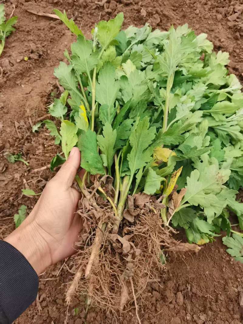 金丝黄菊苗