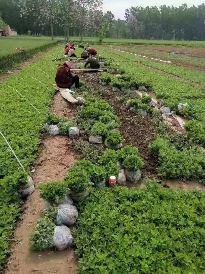 金丝黄菊苗