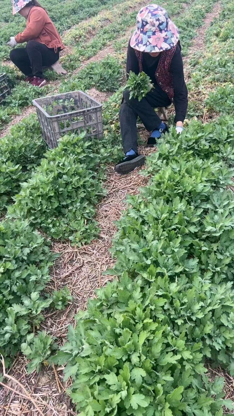 金丝黄菊苗