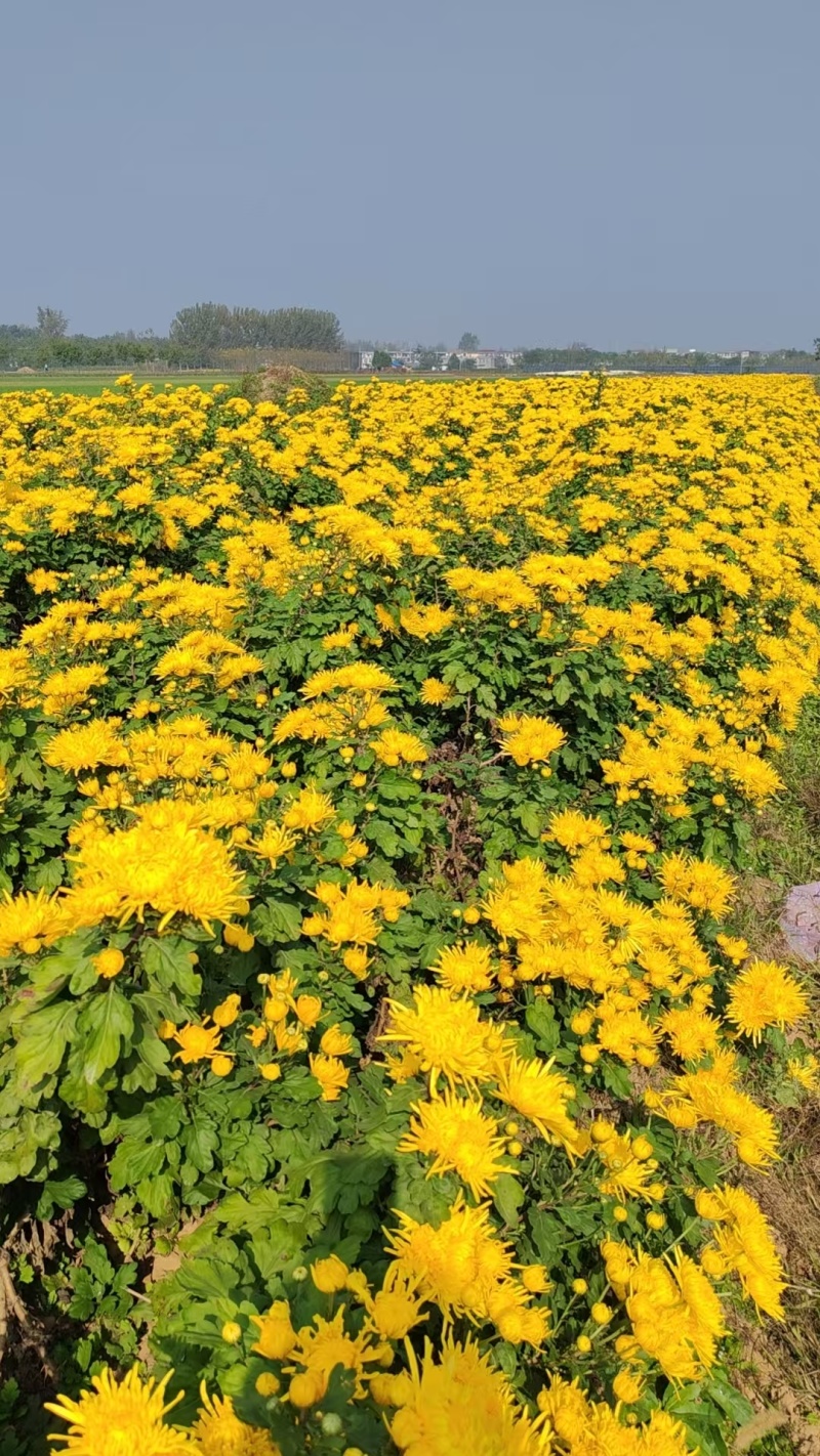 金丝黄菊苗
