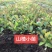 山楂小苗，山里红山楂小苗，山楂种子苗，山楂芽苗产地一手货