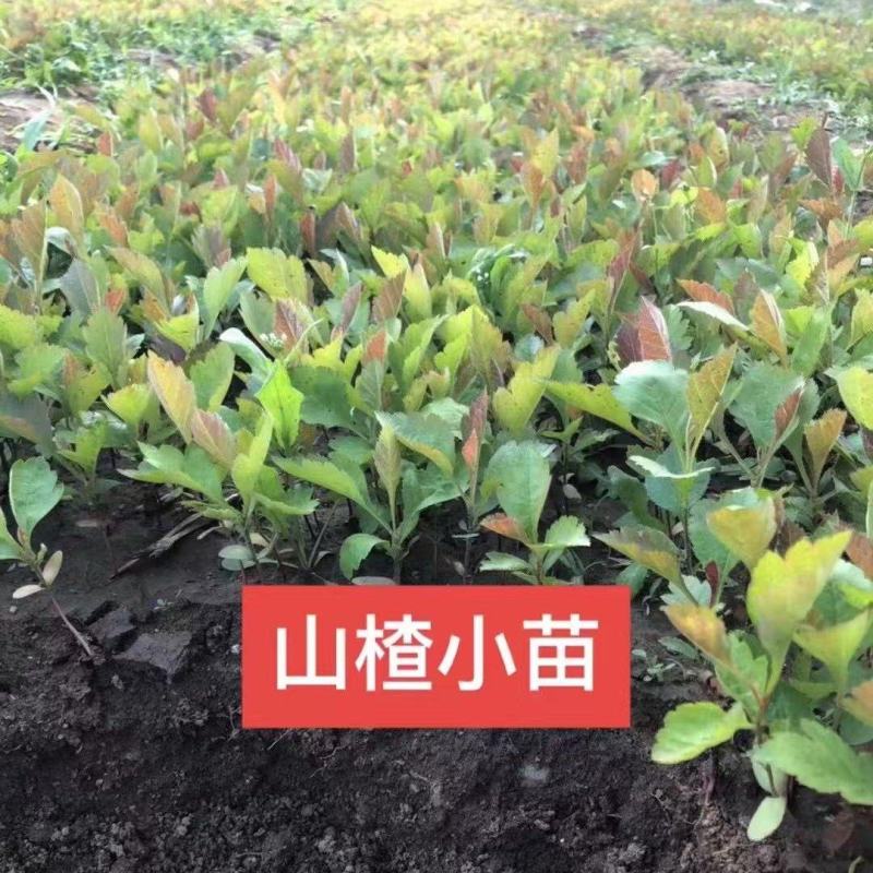 山楂小苗，山里红山楂小苗，山楂种子苗，山楂芽苗产地一手货