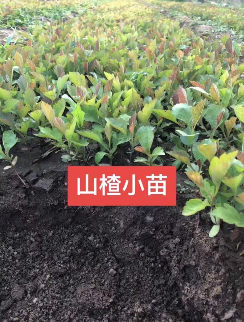 山楂小苗，山里红山楂小苗，山楂种子苗，山楂芽苗产地一手货