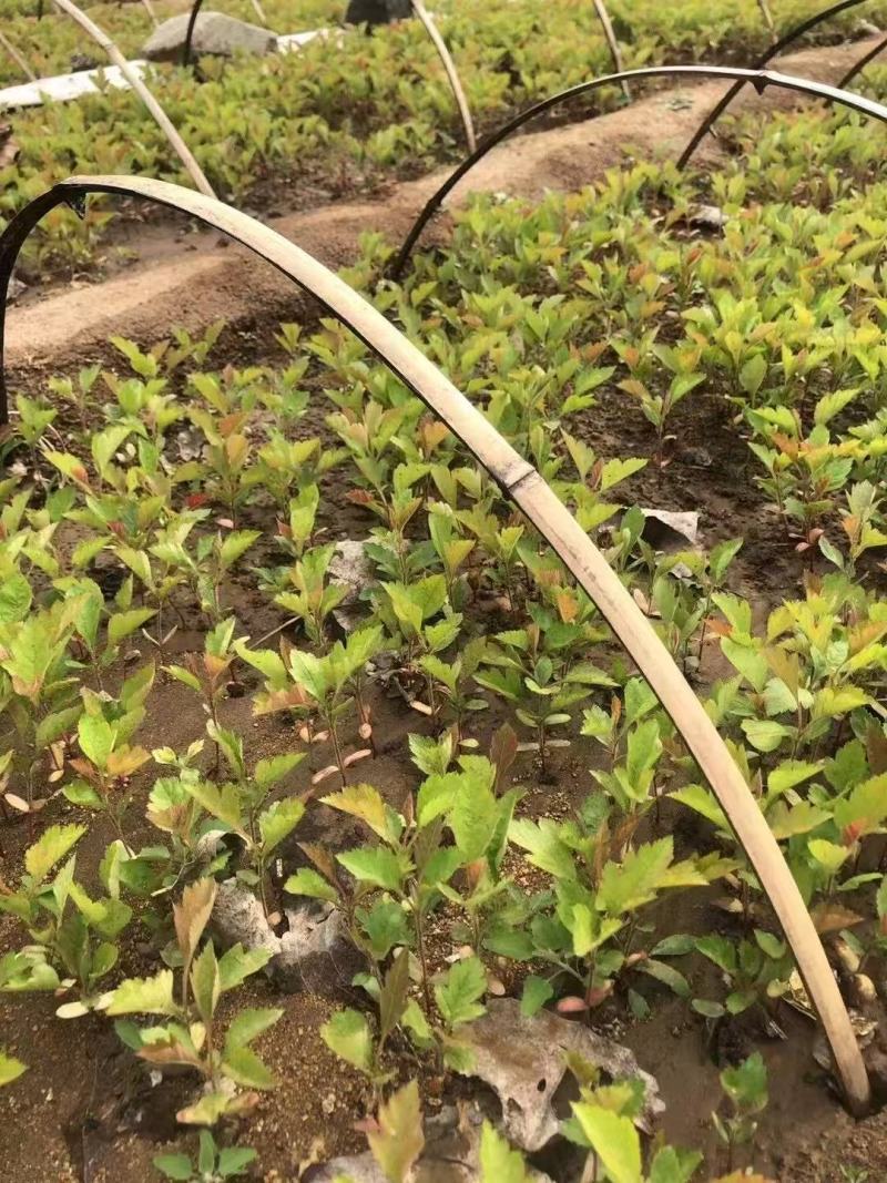 山楂小苗，山里红山楂小苗，山楂种子苗，山楂芽苗产地一手货