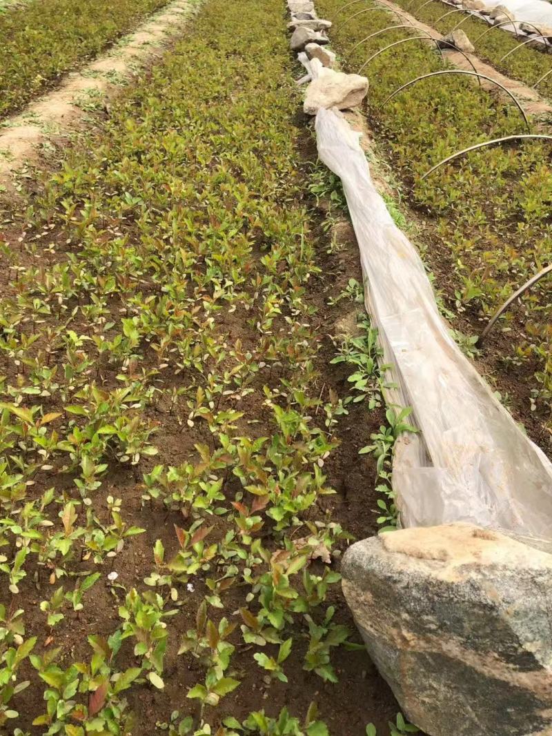 山楂小苗，山里红山楂小苗，山楂种子苗，山楂芽苗产地一手货
