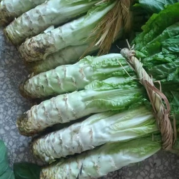 窝笋，叶绿肉厚，单个2斤左右，质量很，货发全国，欢迎来电