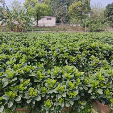 绿化栀子花，是基地出货，配送物流，基地拿货，非诚勿扰，