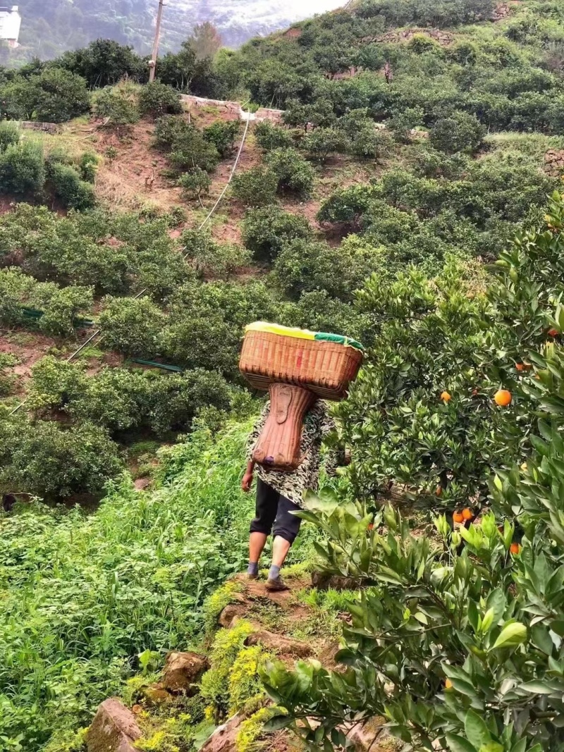 伦晚脐橙秭归特产春橙伦晚新鲜采摘产地直发看货论价