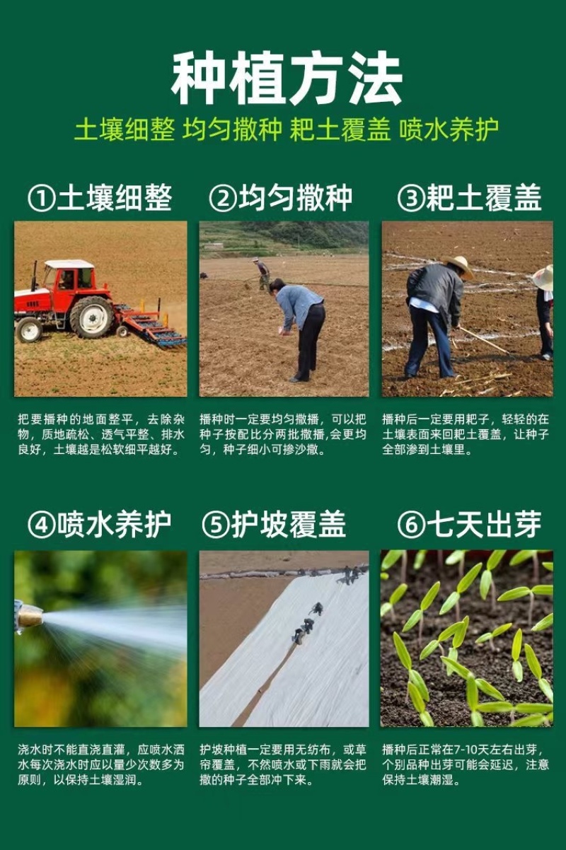 黄花苜蓿草木樨牧草种子野苜蓿籽铁扫把省头草香马料种籽
