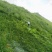 黄花苜蓿草木樨牧草种子野苜蓿籽铁扫把省头草香马料种籽