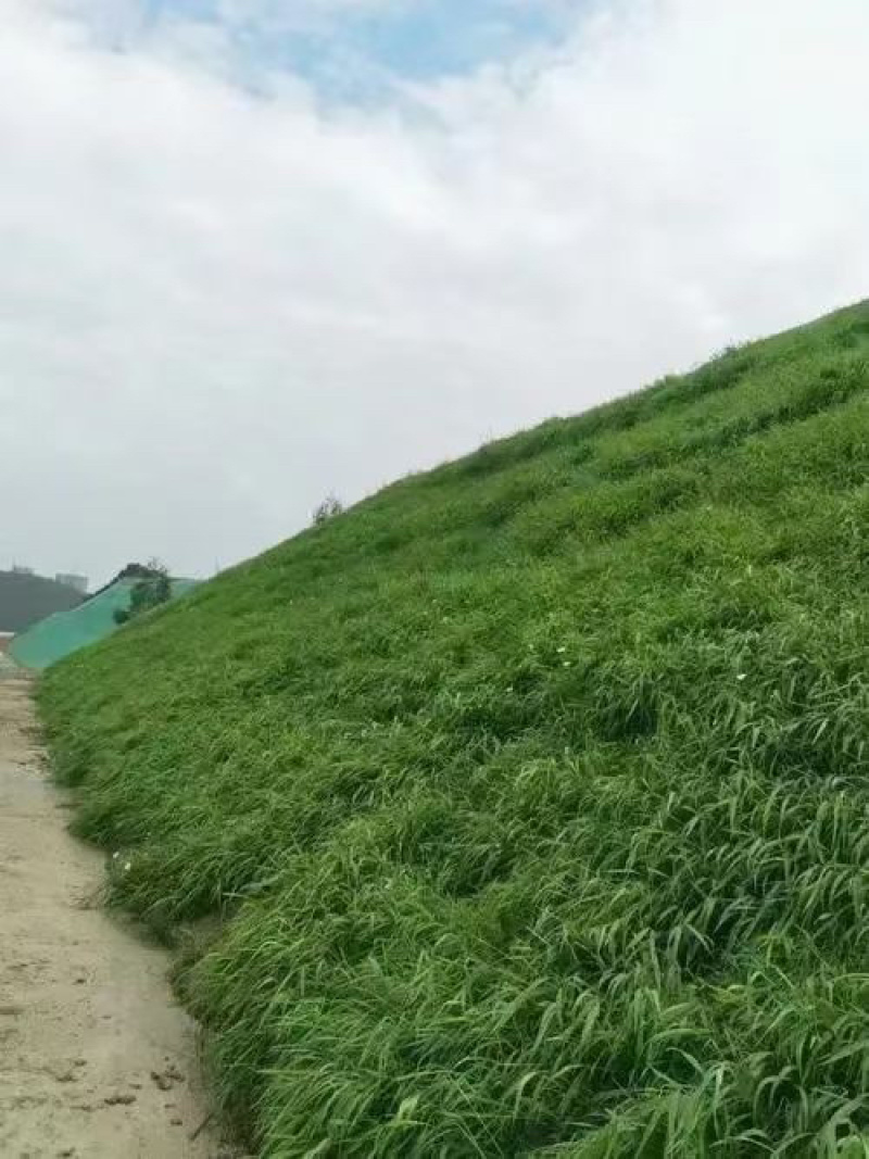 黄花苜蓿草木樨牧草种子野苜蓿籽铁扫把省头草香马料种籽