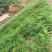 黄花苜蓿草木樨牧草种子野苜蓿籽铁扫把省头草香马料种籽