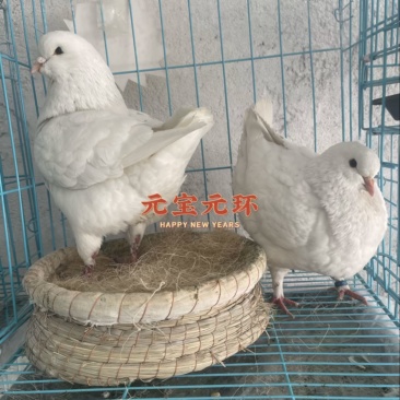 出售元宝鸽，青年元宝鸽咨询颜色下单