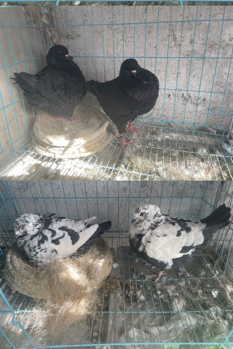 出售元宝鸽，青年元宝鸽咨询颜色下单
