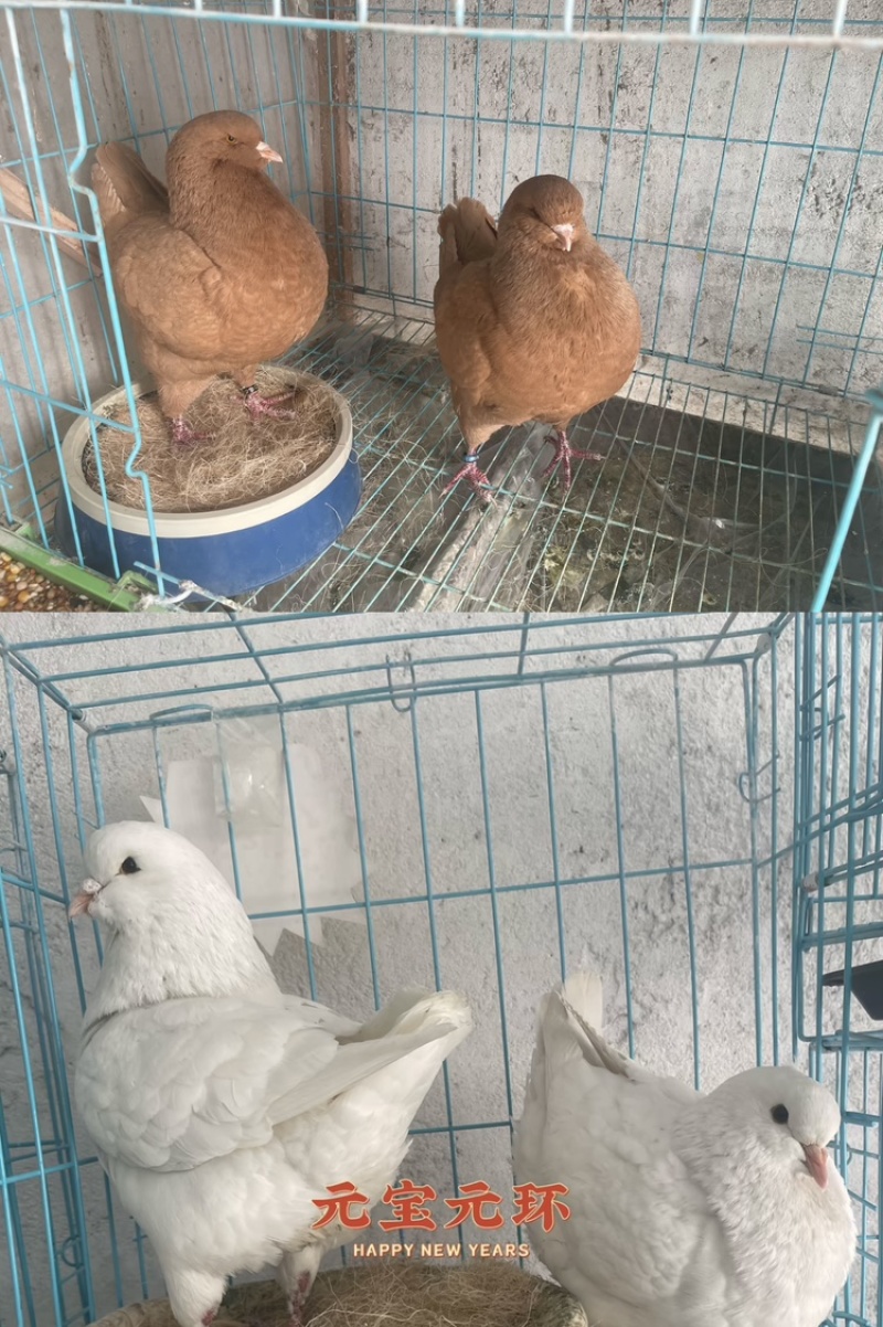 出售元宝鸽，青年元宝鸽咨询颜色下单