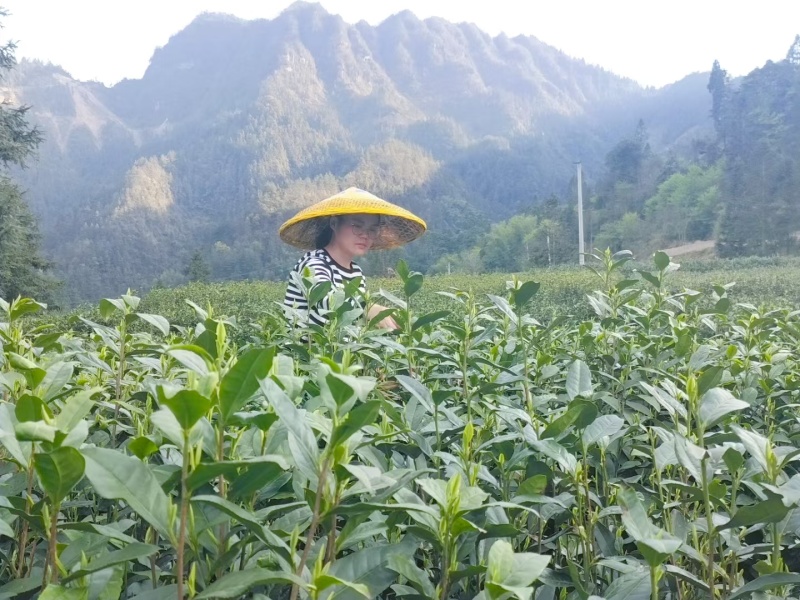 咸丰白茶，火热上市，数量有限，欢迎咨询采购