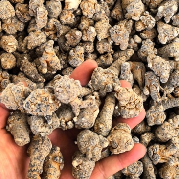 水洗65头云南文山全干零水分三年生60头春三七，可切片，