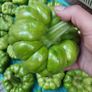 精品小瓜代收代购