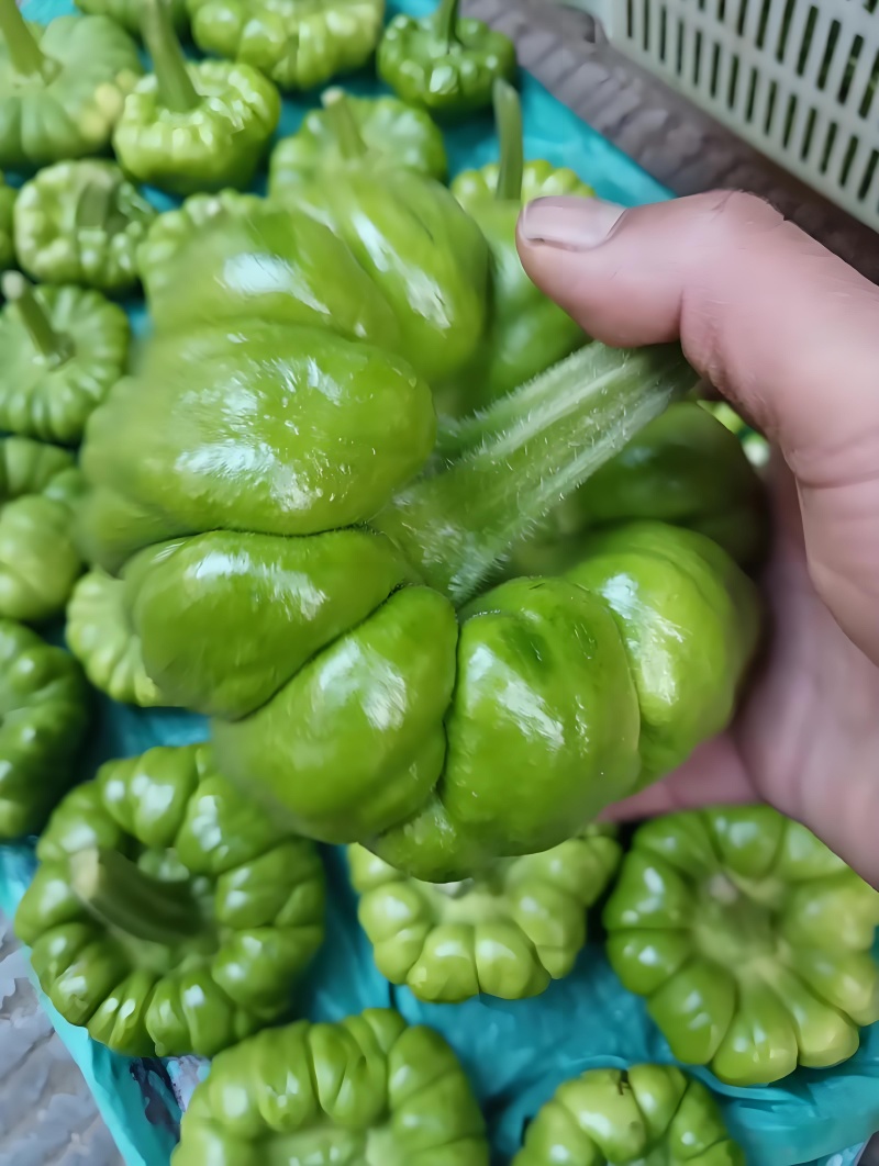 精品小瓜代收代购