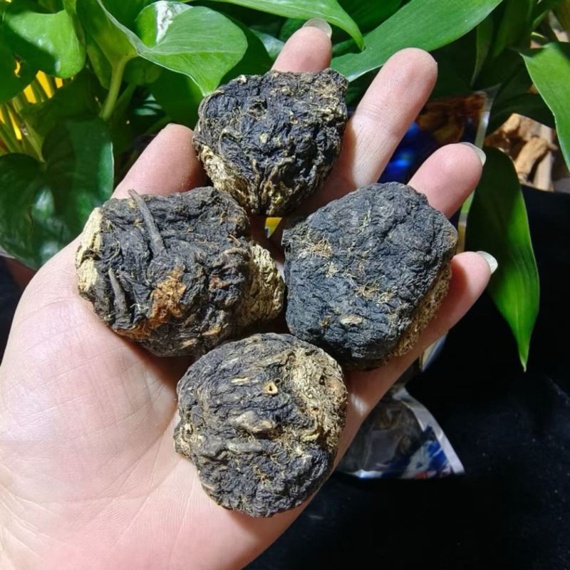 云南丽江黑玛卡