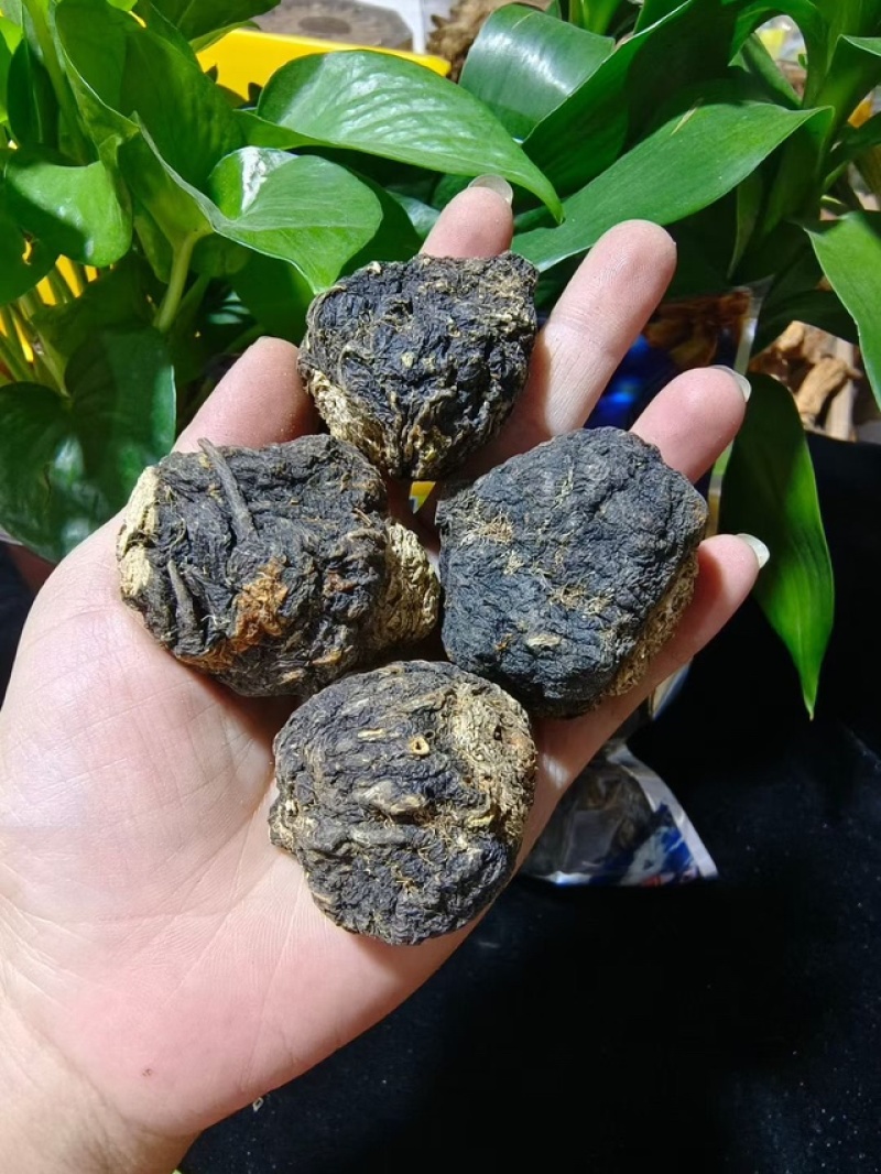 云南丽江黑玛卡
