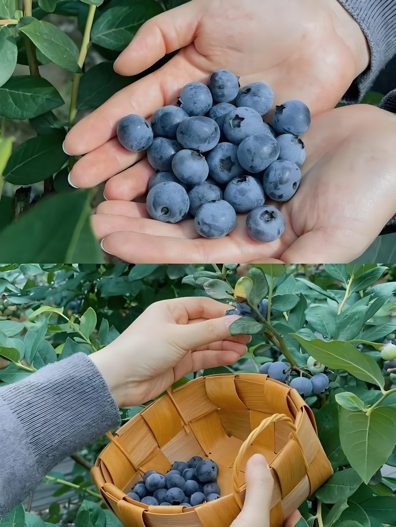 商品蓝莓