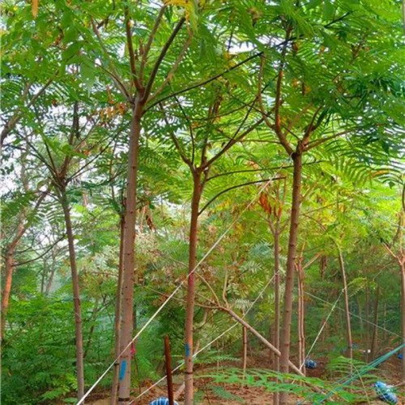 供应火炬树苗