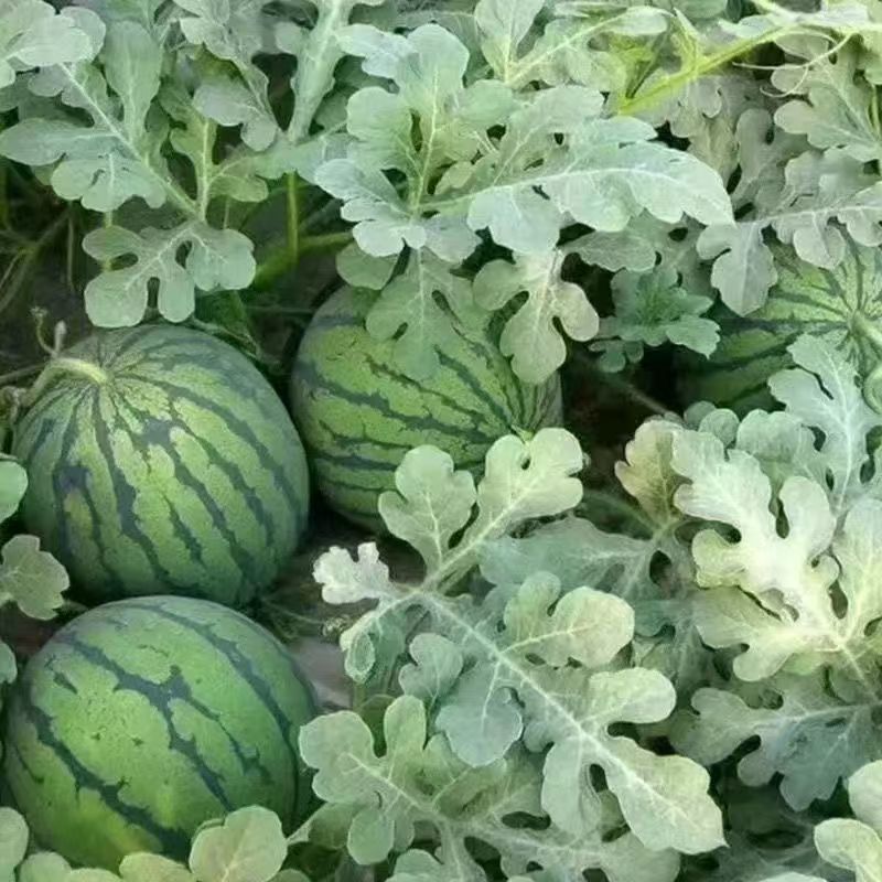 河南夏邑西瓜大量上市，欢迎各位提前订购，优惠多多