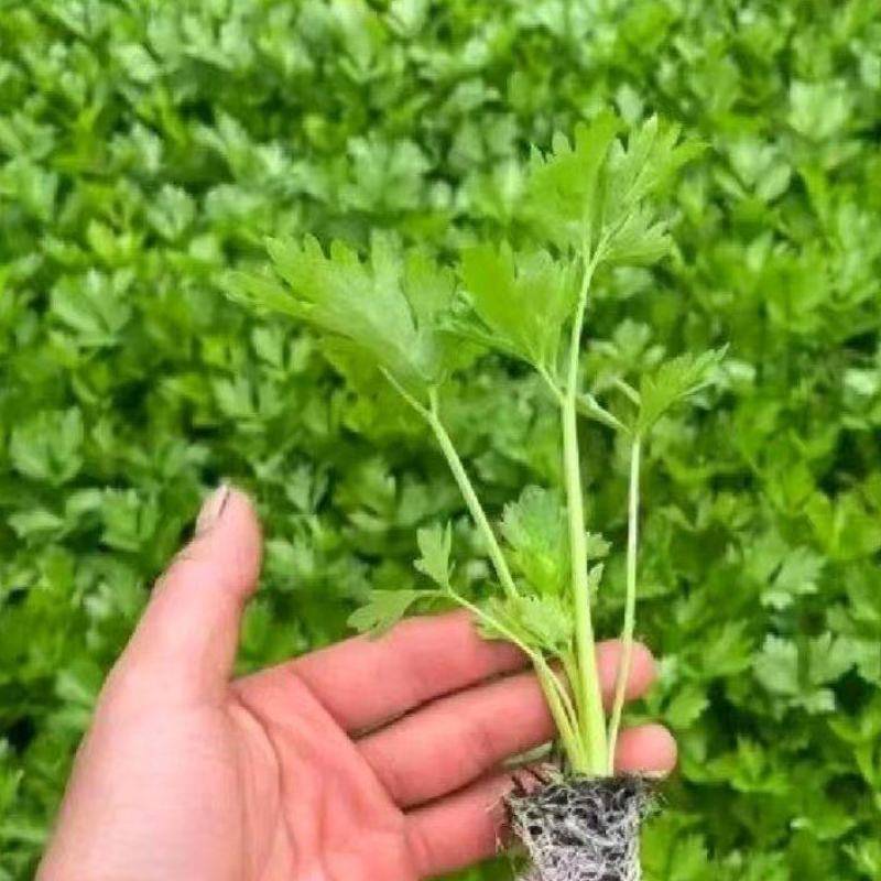 西芹苗