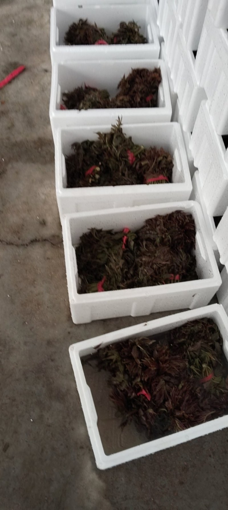 山西永济(香椿)露天货暖棚货产地直发，量大质量好，现采！