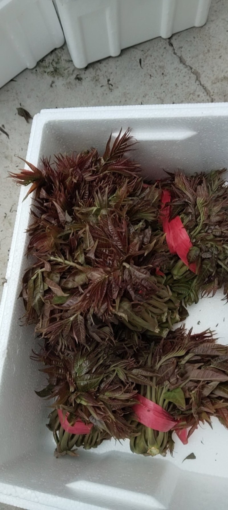 山西永济(香椿)露天货暖棚货产地直发，量大质量好，现采！