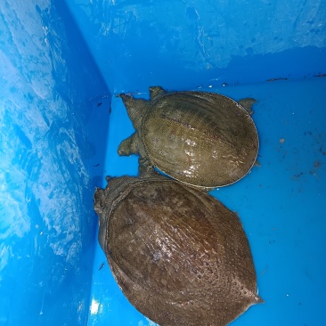 甲鱼