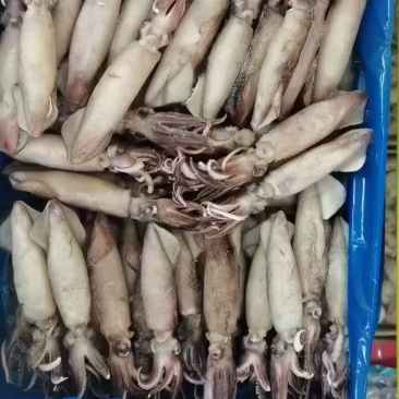 全籽籽乌