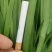 不休眠根粗苗壮韭菜苗现苗直发量大从优