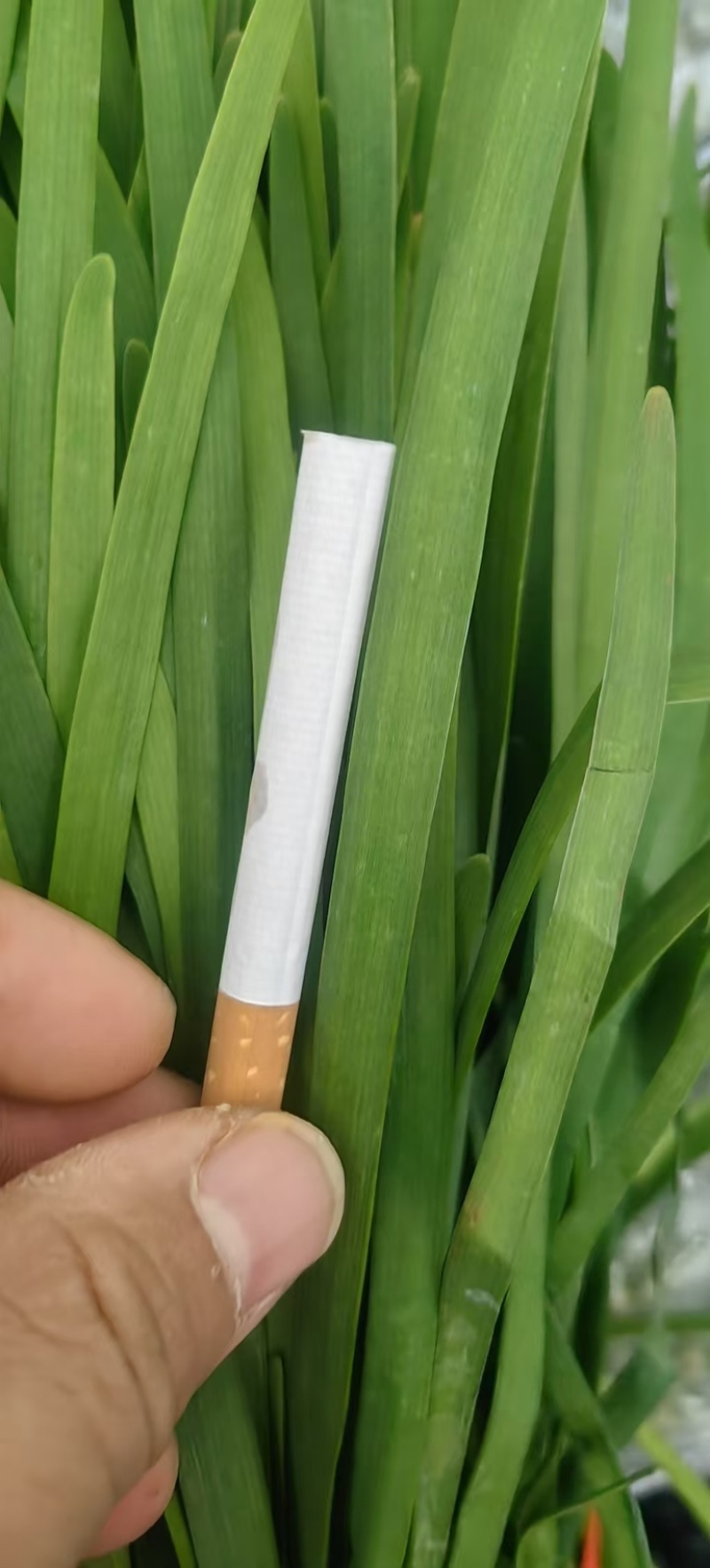 不休眠根粗苗壮韭菜苗现苗直发量大从优