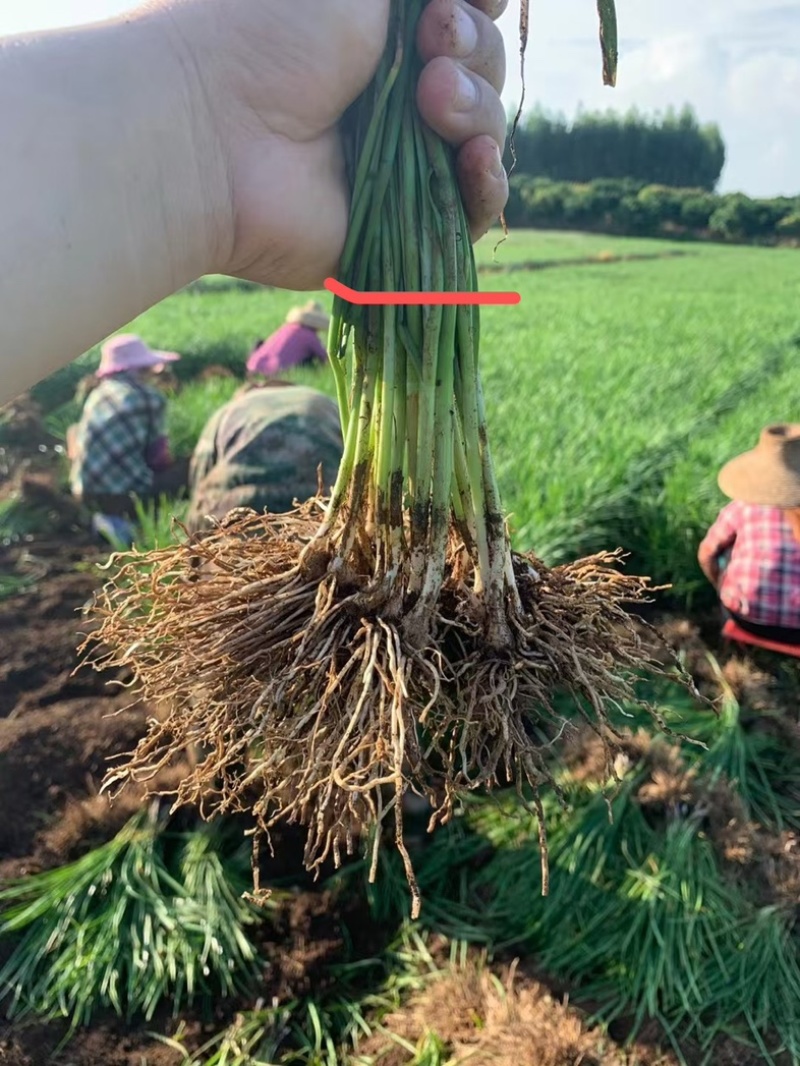 不休眠根粗苗壮韭菜苗现苗直发量大从优