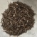 刘寄奴祥泰药材栈中药材批发零售实物拍摄量多从优欢迎购买