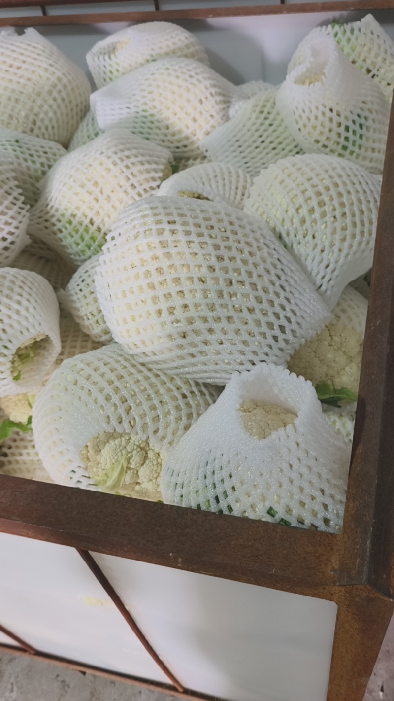 温州有机有机花松花大量上市质量优价位合适欢迎洽