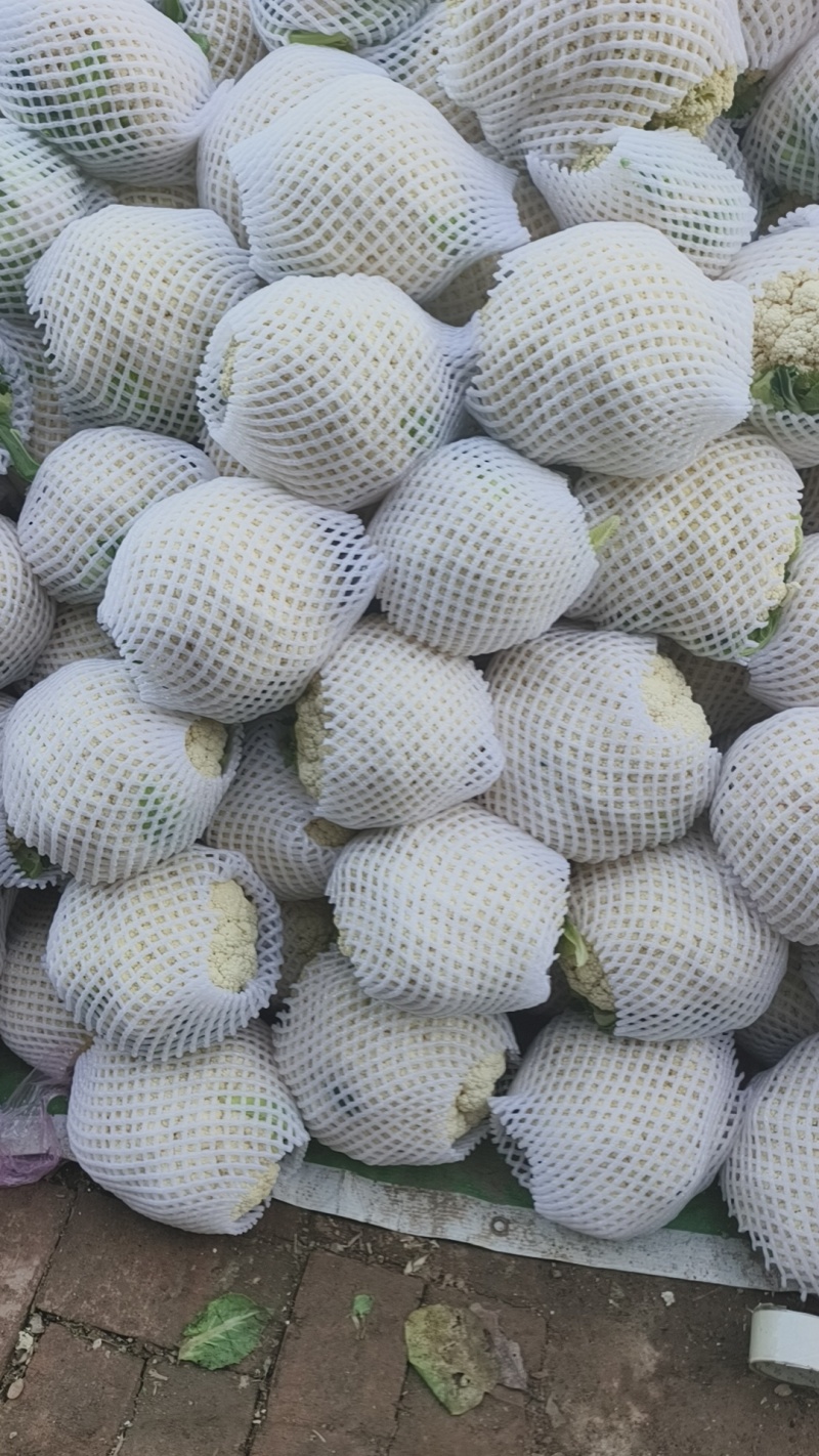 温州有机有机花松花大量上市质量优价位合适欢迎洽