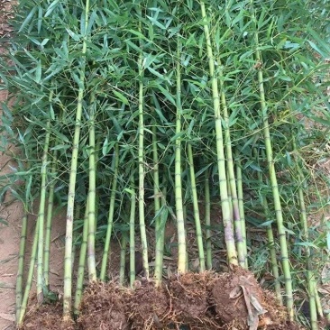 【超划算】精品庭院竹四季青竹金镶玉竹北方耐寒竹四季常青绿